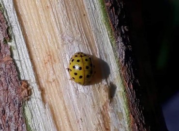 Psyllobora vigintiduopunctata (22 Noktalı uğur böceği) – Yasin Çalışkan, Konya