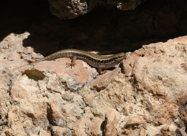 Mabuya aurata