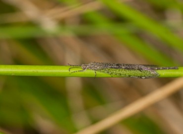 Myrmeleon formicarius (Linnaeus, 1767)