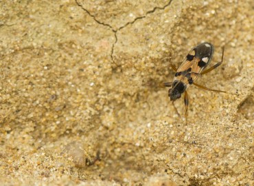 Beosus quadripunctatus (Müller, 1766)