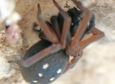 Nurscia albomaculata (Lucas, 1846) – Tolga Coşkun, Nevşehir