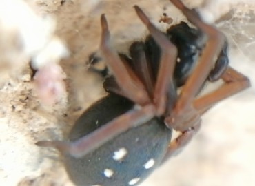 Nurscia albomaculata (Lucas, 1846) – Tolga Coşkun, Nevşehir