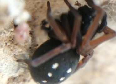 Nurscia albomaculata (Lucas, 1846) – Tolga Coşkun, Nevşehir