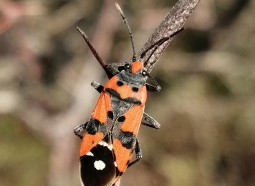 Lygaeus equestris (Linnaeus, 1758)