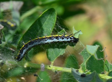 Uresiphita gilvata (Göçmen Gün Batımı Güvesi) – Ahmet Güngör, Samsun