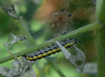 Uresiphita gilvata (Göçmen Gün Batımı Güvesi) – Ahmet Güngör, Samsun