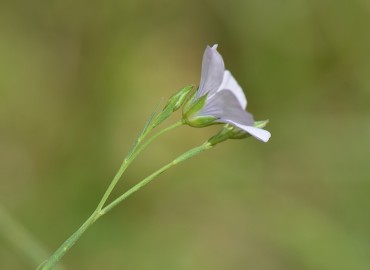 Linum bienne