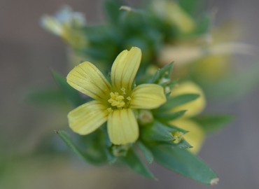Linum strictum