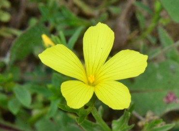 Linum nodiflorum