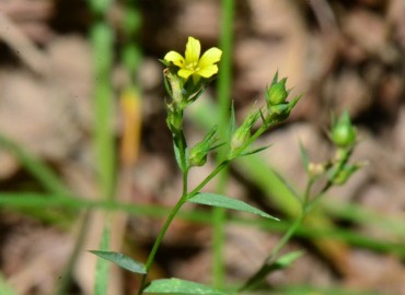 Linum corymbosum Rchb.