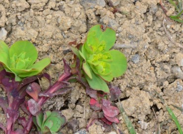Euphorbia helioscopia (Güneş Sütleğeni) – Ahmet Güngör, Samsun