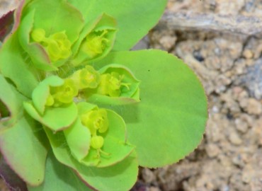 Euphorbia helioscopia (Güneş Sütleğeni) – Ahmet Güngör, Samsun