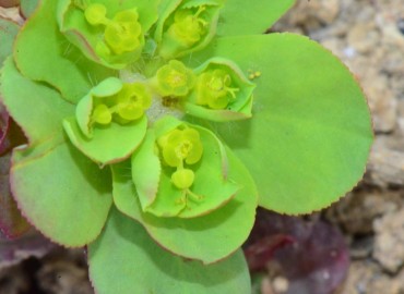 Euphorbia helioscopia (Güneş Sütleğeni) – Ahmet Güngör, Samsun