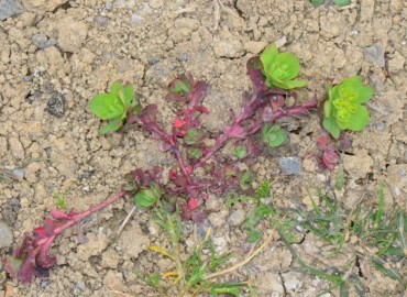 Euphorbia helioscopia (Güneş Sütleğeni) – Ahmet Güngör, Samsun