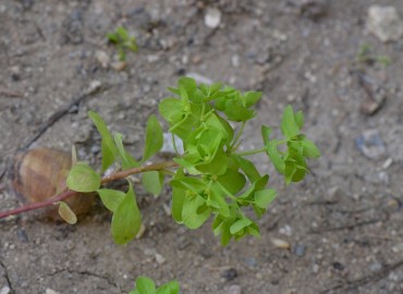 Euphorbia peplus (Bahçe Sütleğeni) – Ahmet Güngör, İzmir