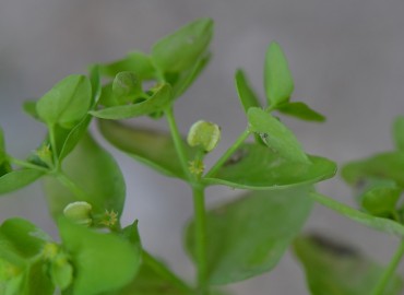 Euphorbia peplus (Bahçe Sütleğeni) – Ahmet Güngör, İzmir