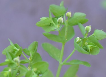 Euphorbia peplus (Bahçe Sütleğeni) – Ahmet Güngör, İzmir