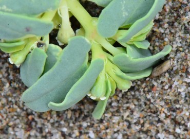 Euphorbia peplis L. Euphorbia peplis L.