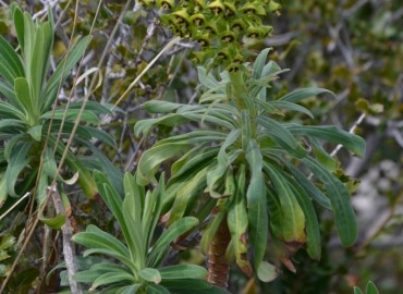 Euphorbia characias subsp. wulfenii (Ulu Sütleğen) – Ahmet Güngör, İzmir