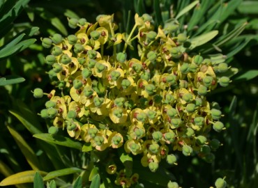 Euphorbia characias subsp. wulfenii (Ulu Sütleğen) – Ahmet Güngör, İzmir