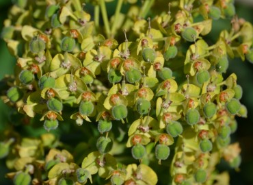 Euphorbia characias subsp. wulfenii (Ulu Sütleğen) – Ahmet Güngör, İzmir