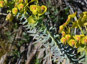 Euphorbia rigida (Çizgili Tohumlu Sütleğen) – Ahmet Güngör, Muğla