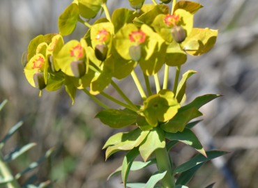 Euphorbia rigida (Çizgili Tohumlu Sütleğen) – Ahmet Güngör, Muğla