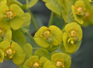 Euphorbia rigida (Çizgili Tohumlu Sütleğen) – Ahmet Güngör, Muğla