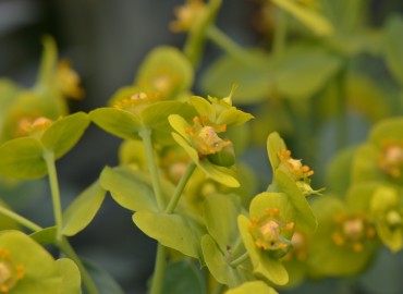 Euphorbia rigida (Çizgili Tohumlu Sütleğen) – Ahmet Güngör, Muğla