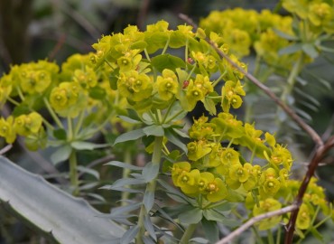 Euphorbia rigida (Çizgili Tohumlu Sütleğen) – Ahmet Güngör, Muğla