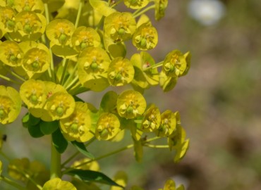 Euphorbia rigida (Çizgili Tohumlu Sütleğen) – Ahmet Güngör, Muğla