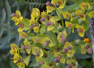 Euphorbia rigida (Çizgili Tohumlu Sütleğen) – Ahmet Güngör, Muğla