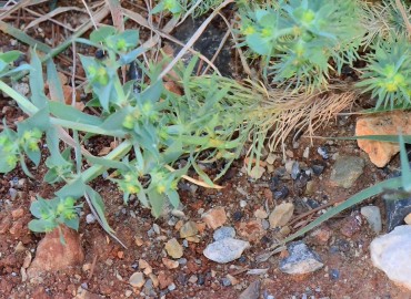 Euphorbia aleppica (Haşul) – Ahmet Güngör, Kahramanmaraş