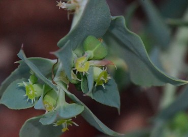 Euphorbia aleppica (Haşul) – Ahmet Güngör, Kahramanmaraş