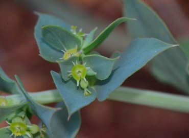Euphorbia aleppica (Haşul) – Ahmet Güngör, Kahramanmaraş