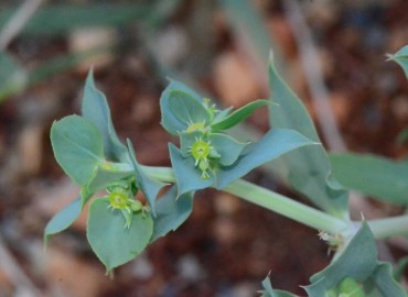 Euphorbia aleppica (Haşul) – Ahmet Güngör, Kahramanmaraş