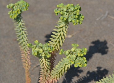 Euphorbia paralias (Kum sütleğeni) – Ahmet Güngör, Muğla