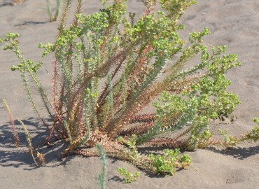 Euphorbia paralias (Kum sütleğeni) – Ahmet Güngör, Muğla