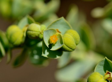 Euphorbia paralias (Kum sütleğeni) – Ahmet Güngör, Muğla