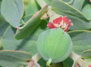 Euphorbia myrsinites subsp. myrsinites (Deli Sütleğen) – Ahmet Güngör, Samsun