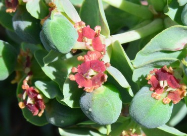Euphorbia myrsinites subsp. myrsinites (Deli Sütleğen) – Ahmet Güngör, Samsun