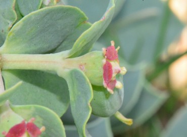 Euphorbia myrsinites subsp. myrsinites (Deli Sütleğen) – Ahmet Güngör, Samsun