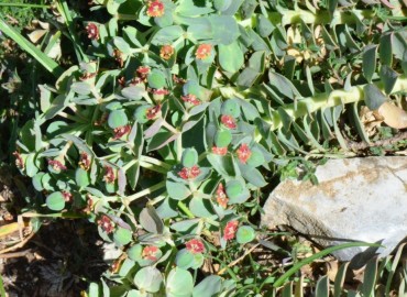 Euphorbia myrsinites subsp. myrsinites (Deli Sütleğen) – Ahmet Güngör, Samsun