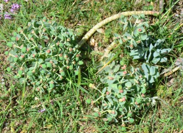 Euphorbia myrsinites subsp. myrsinites (Deli Sütleğen) – Ahmet Güngör, Samsun
