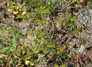 Euphorbia taurinensis (Tilki Sütleğeni) – Ahmet Güngör, İzmir