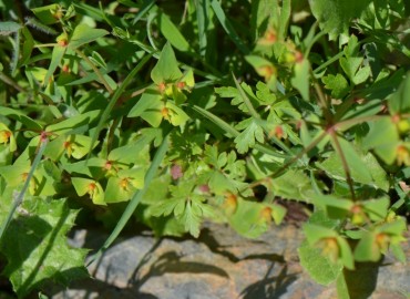 Euphorbia taurinensis (Tilki Sütleğeni) – Ahmet Güngör, İzmir
