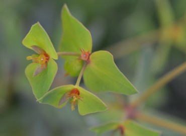 Euphorbia taurinensis (Tilki Sütleğeni) – Ahmet Güngör, İzmir