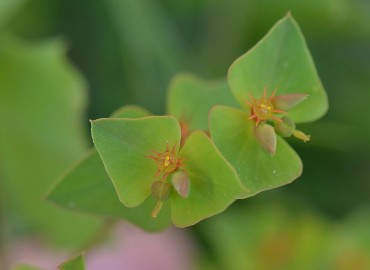 Euphorbia taurinensis (Tilki Sütleğeni) – Ahmet Güngör, İzmir
