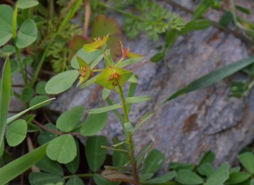 Euphorbia taurinensis (Tilki Sütleğeni) – Ahmet Güngör, İzmir