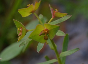 Euphorbia taurinensis (Tilki Sütleğeni) – Ahmet Güngör, İzmir